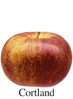 Picture of Cortland apple