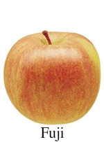 Picture of Fuji apple