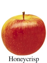 Picture of Honeycrisp apple