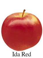 Picture of Ida Red apple