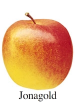 Picture of Jonagold apple