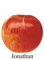 Picture of Jonathan apple