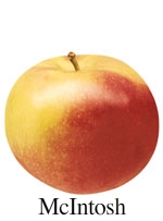 Picture of McIntosh apple