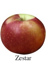 Picture of Zestar apple